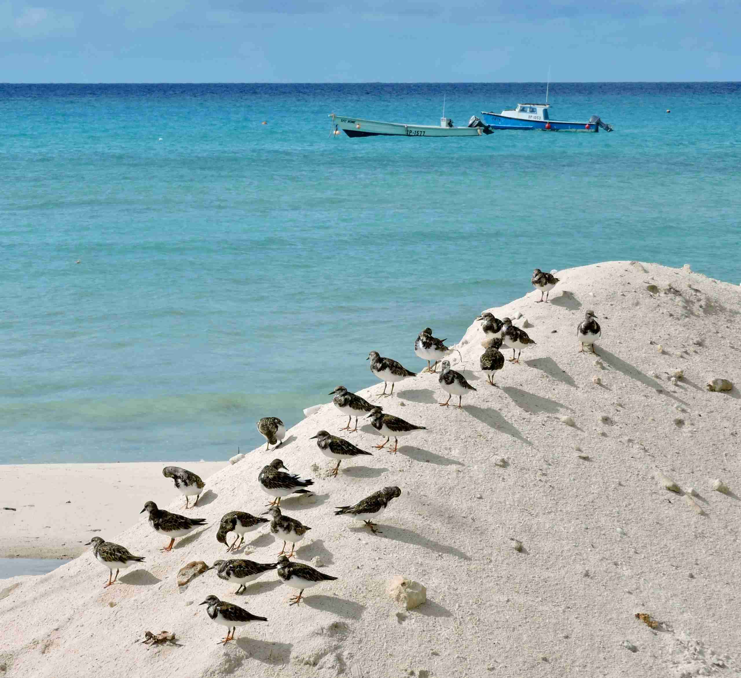 Flock of birds atop sand dune with boats on Caribbean beach in Oistins, Barbados.